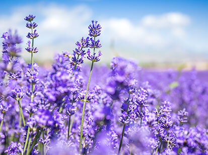 Aromatic Ingredients