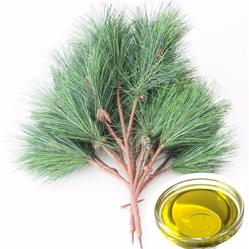 Natural Pine Needle Oil CAS 8000-26-8